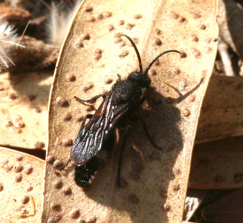 Nemka viduata e Dasylabris maura carinulata (Mutillidae)